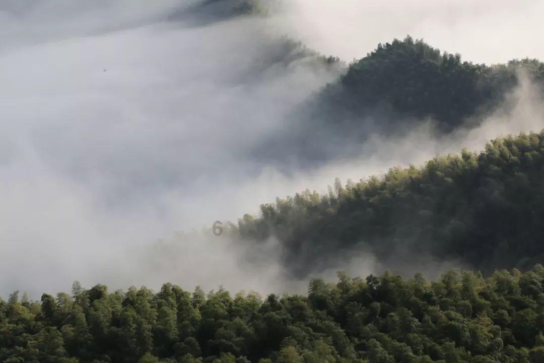 野生蟋蟀怎么养-一站式问答平台